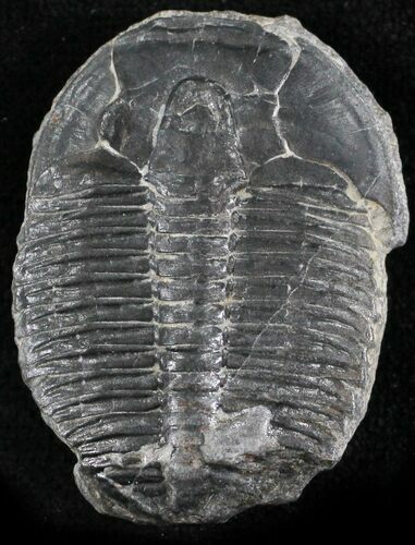 Elrathia Trilobite - Wheeler Shale, Utah #24776